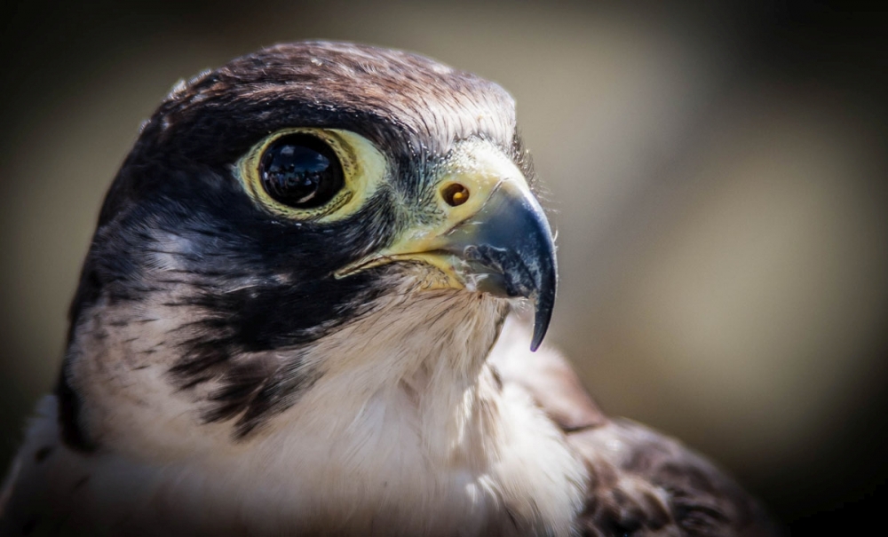 3rd-It's all in the eye  by Dave Berkshire